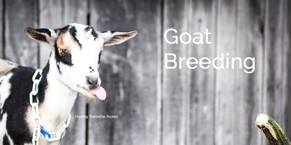 goat breeding season