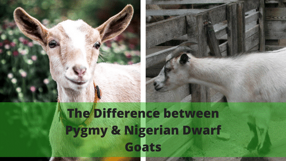 The Difference between Pygmy Goats and Nigerian Dwarf Goats