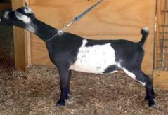 rosasharn nigerian dwarf dairy goat