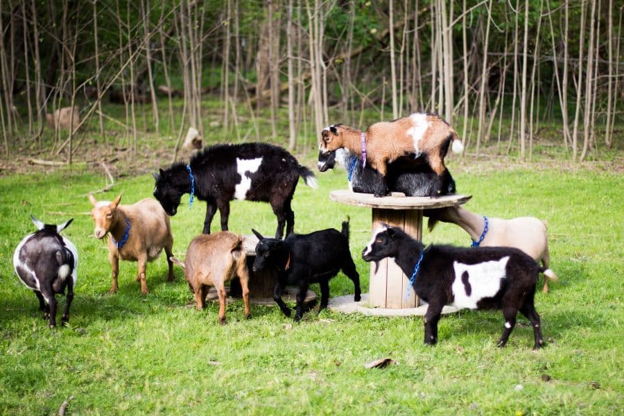 goat kidding schedule Happy Nigerian Dwarf Goats