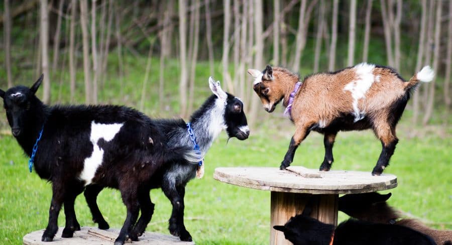 Disbudding Goats