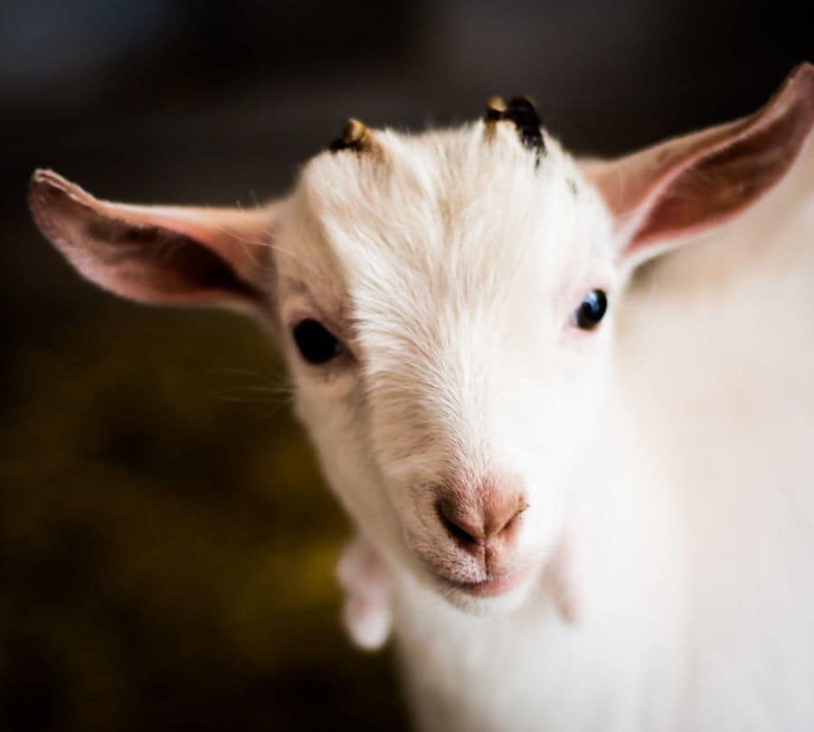Are Goats Intelligent?