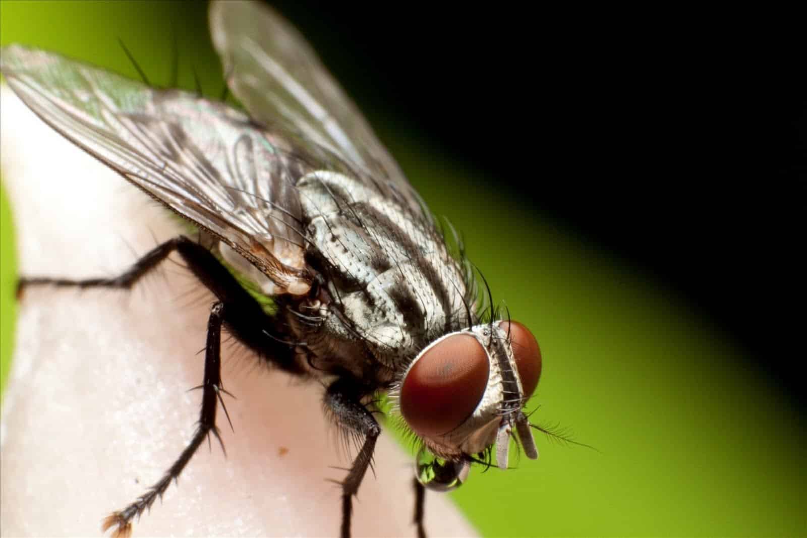 get rid of flies naturally
