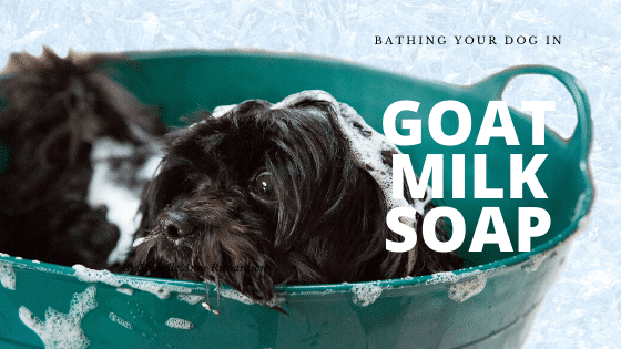 Bathing Your Dog in Goat Milk Soap