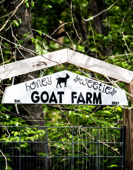 honey sweetie acres nigerian goat farm