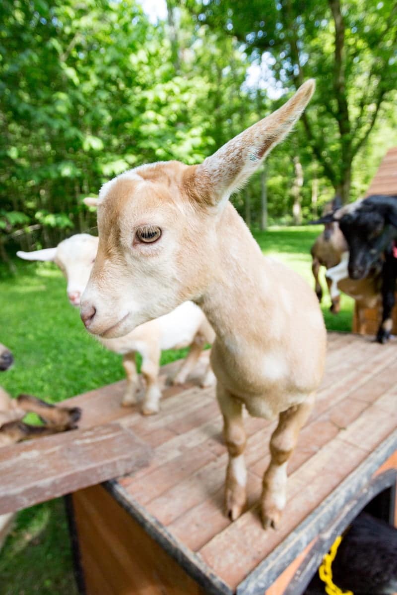 Nigerian dwarf baby goat Nigerian Dwarf Dairy Goats