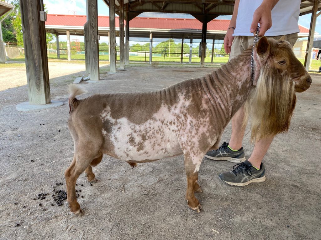 GCH Woodbridge Farm Undisputed nigerian dwarf dairy goat