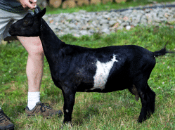 Jasper Pine TN Mahogany Rose nigerian dwarf dairy goat